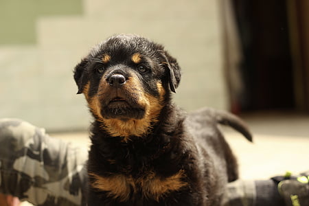 mahogany Rottweiler puppy thumbnail