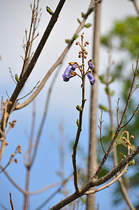 Blue Blossom, Trumpet Blossom thumbnail