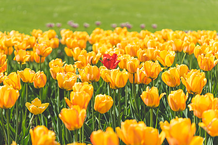 One Red Tulip Flower Surrounded by Yellow Tulips thumbnail