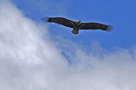flying bald eagle during daytime thumbnail