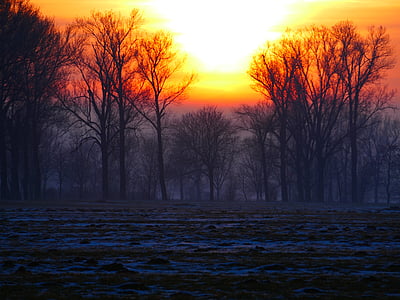bare trees during golden hour thumbnail