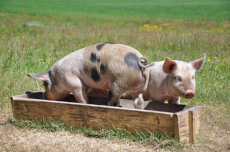 two gray and white pigs near green grass field thumbnail