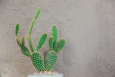 Green Cactus Near Gray Concrete Wall thumbnail