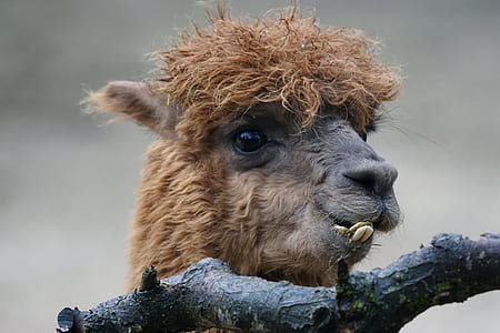 brown animal beside black tree trunk thumbnail