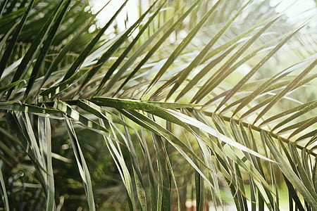 green sago palm at daytime thumbnail