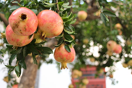 pomegranate tree thumbnail