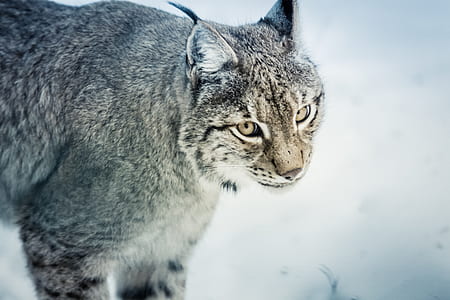 nature, animal, eyes, grey thumbnail
