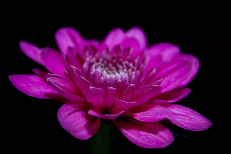 purple chrysanthemum flower isolated on black background thumbnail