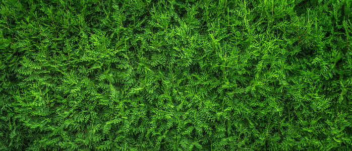 nature, plant, plants, green thumbnail