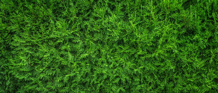 green leaf plant thumbnail