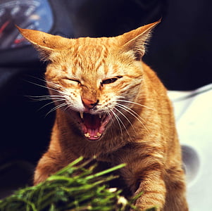 cat opening mouth thumbnail