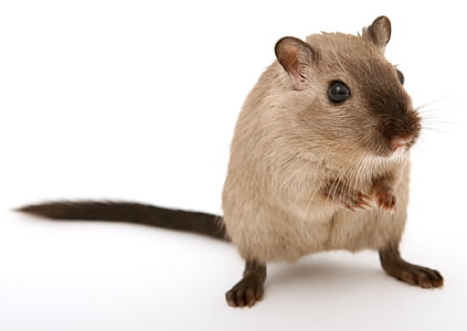brown and black rodent thumbnail