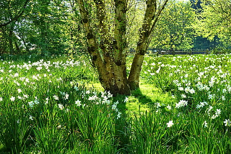 tree surrounded by white petaled flowers thumbnail