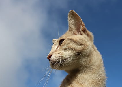 shallow focus photography of cat thumbnail
