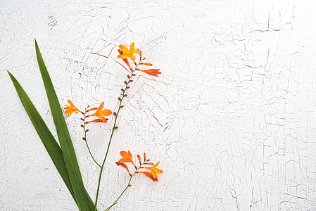 yellow and orange flowers thumbnail