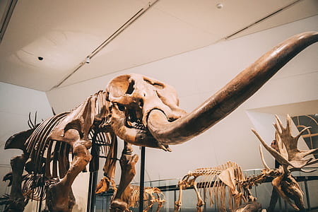 white animal skeleton display thumbnail