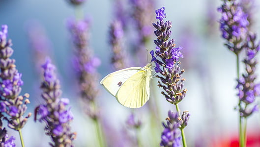selective focus photo of sulfur butterfly perched on lavender flower thumbnail