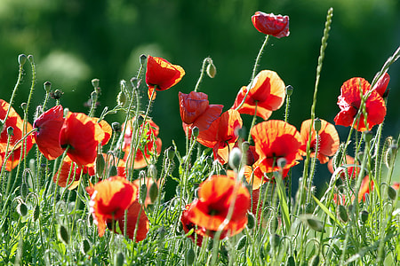 red common poppy flower field selective-focus photography thumbnail