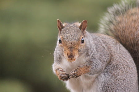 animal, cute, eyes, blur thumbnail
