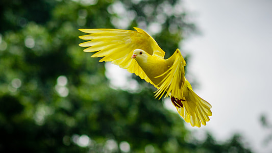 shallow photography of a yellow pigeon thumbnail