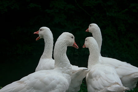 four white ducks thumbnail