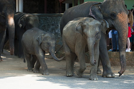animal, zoo, large, safari thumbnail