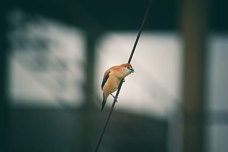 Brown Bird on Black String thumbnail