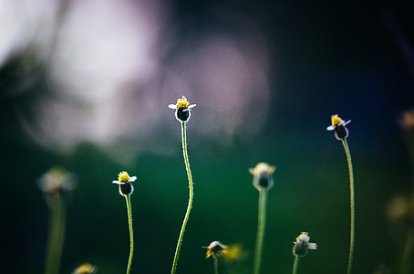 Flowers Growing Garden thumbnail