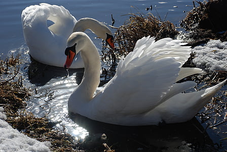 two white swans floating on body of water during daytime thumbnail