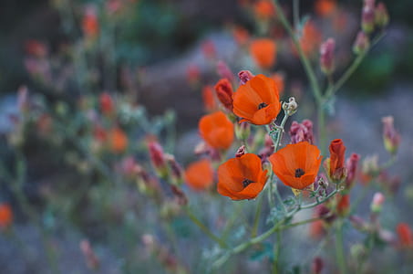 close-up photo of orange petaled flowers taken during daytime thumbnail