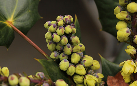 Oregon Grape Holly Flower Buds thumbnail