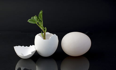 plant sprouting on eggshell placed next to white egg thumbnail