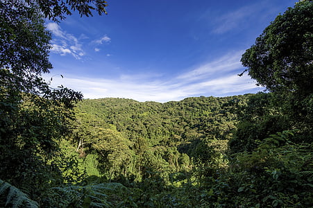 green jungle under white clouds and blue sky thumbnail