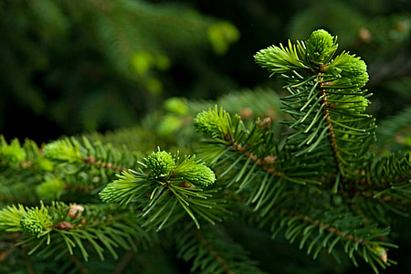 green leaves thumbnail