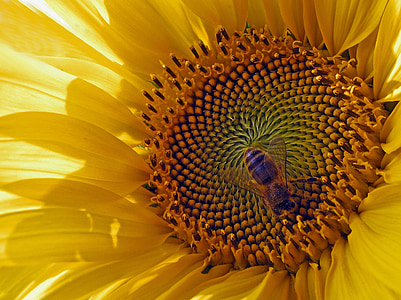 close-up photography of honeybee fetched on sunflower thumbnail