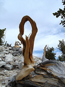 brown and gray driftwood near tree under cloudy sky thumbnail