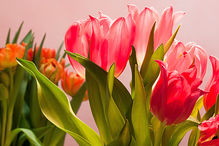 photo of pink Tulip flower arrangement thumbnail