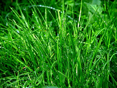 Green Grass thumbnail