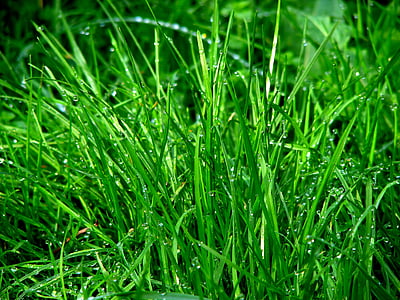 green grass thumbnail