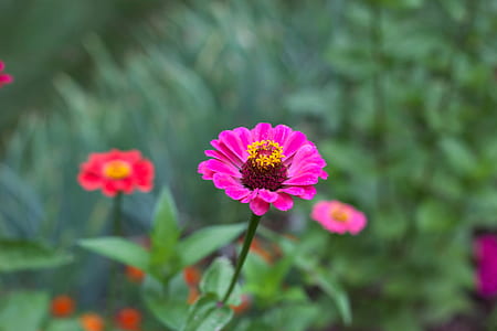 Purple Flower thumbnail