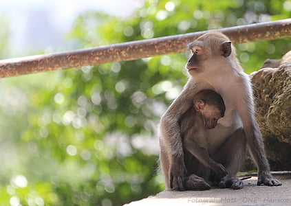 black monkey with baby monkey standing on grey structure thumbnail
