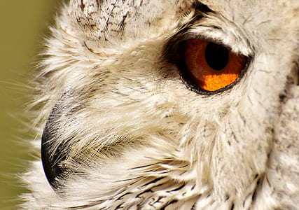 white and gray owl thumbnail