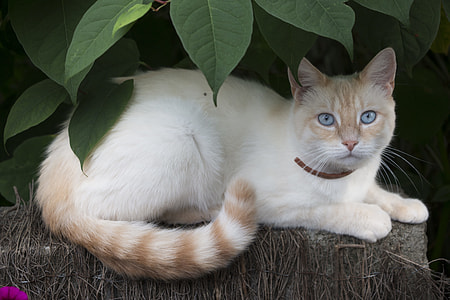 white and orange cat under green leaves thumbnail