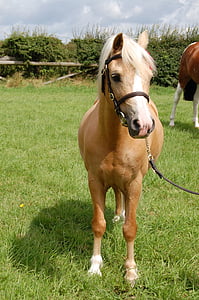 brown and white pony standing on grass thumbnail