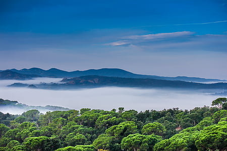 green trees under cloudy sky thumbnail