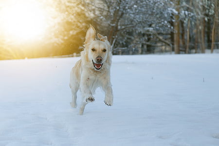 golden retriever running across snow field during daytime thumbnail