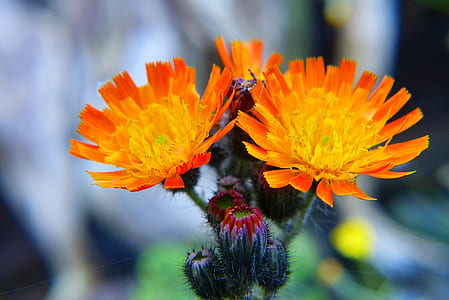 orange and yellow dandelion flowers thumbnail