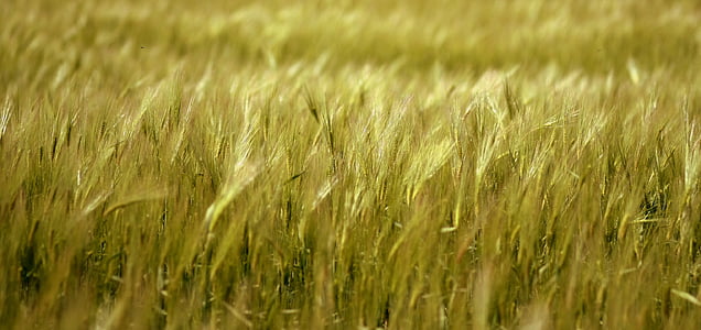 green grass field thumbnail