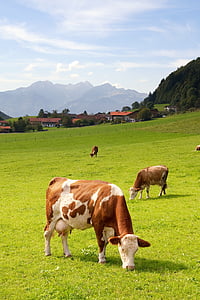 brown-and-white Holstein Friesan cattles on green grasses thumbnail