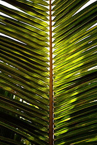 closeup of coconut leaf thumbnail